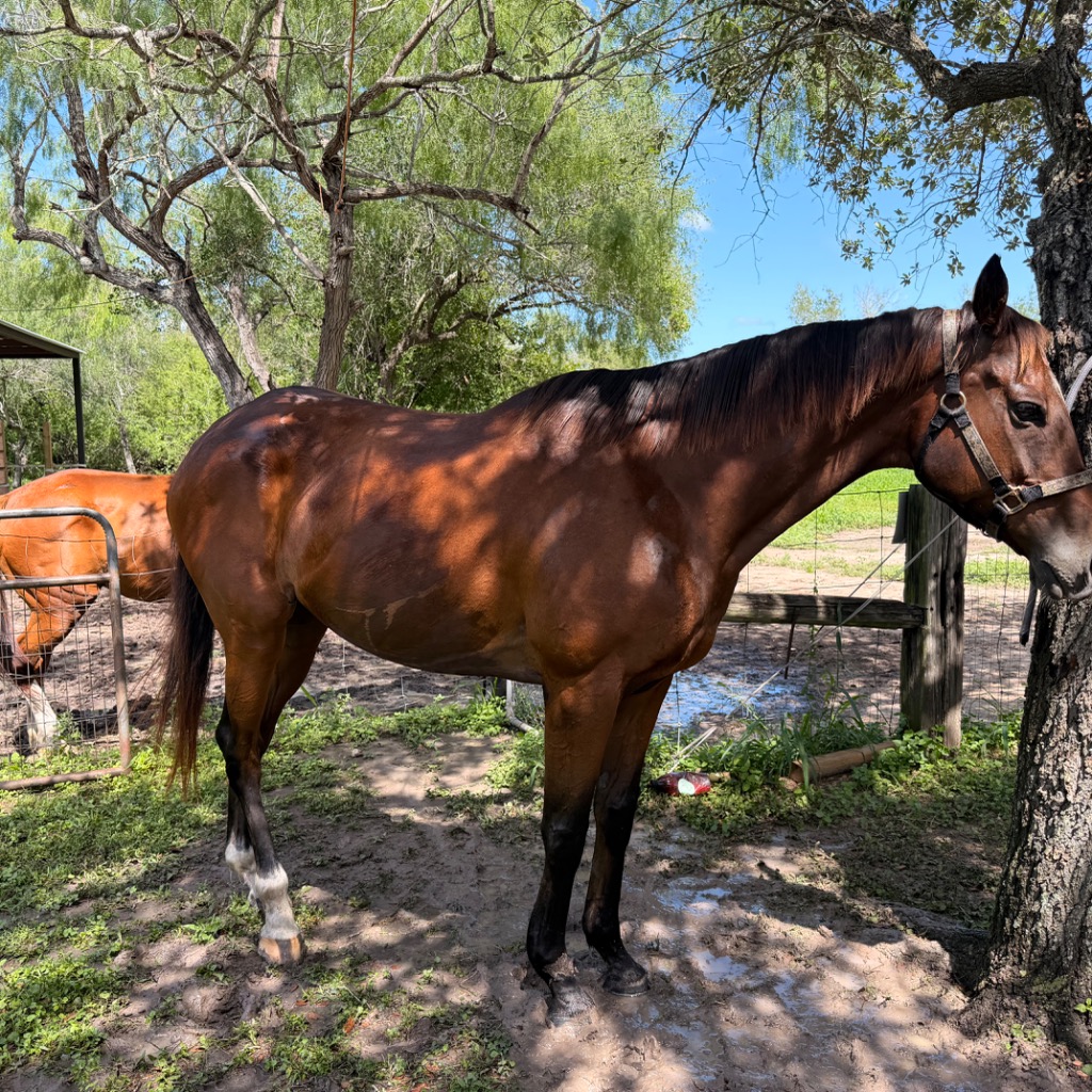 Hitter, 11yo Thoroughbred gelding, 16.1hh