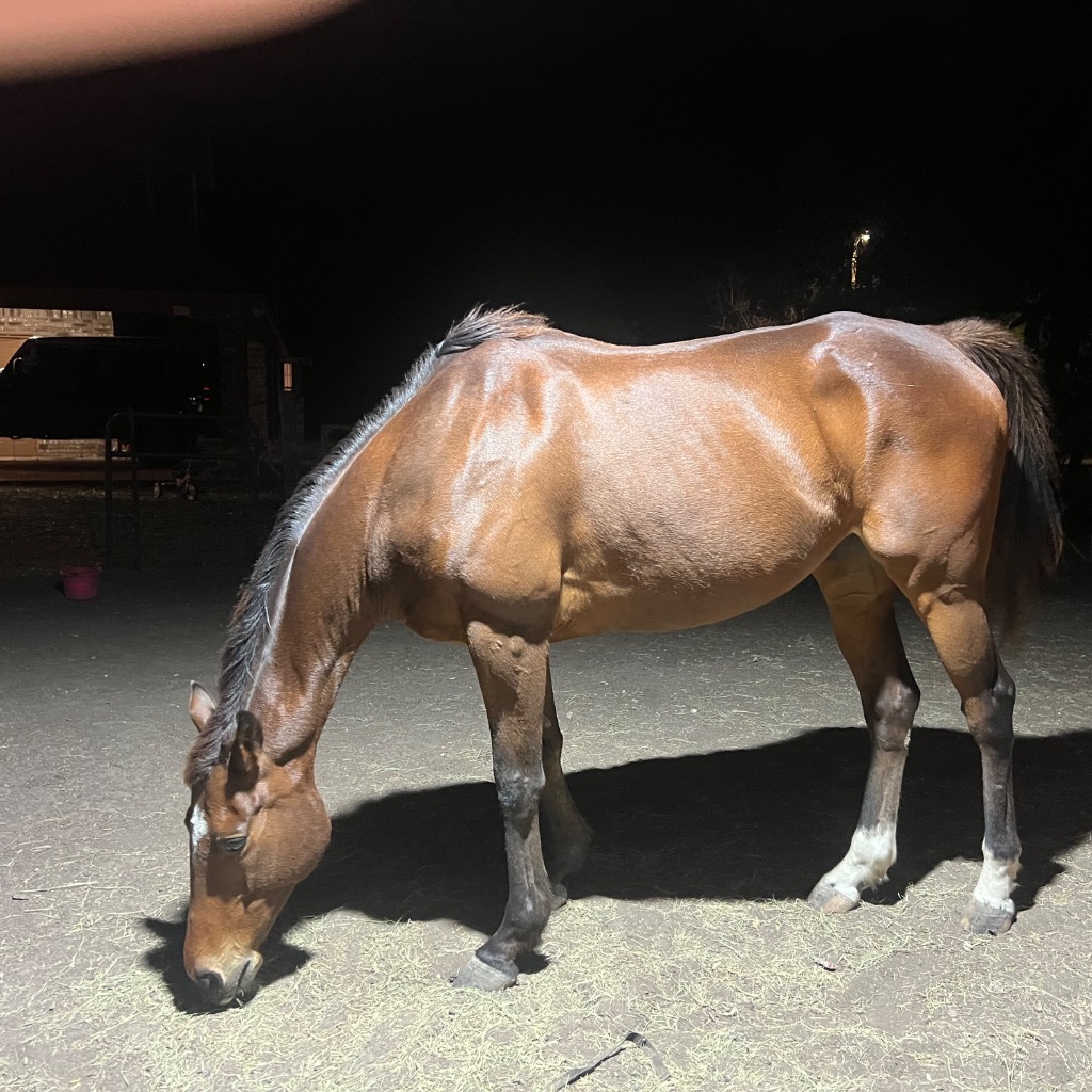 Hitter, 11yo Thoroughbred gelding, 16.1hh