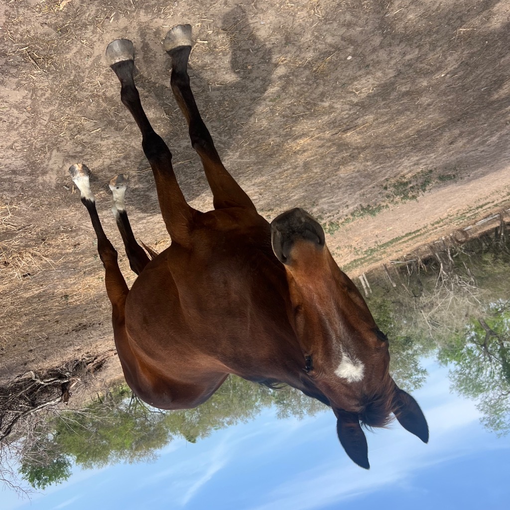 Hitter, 11yo Thoroughbred gelding, 16.1hh