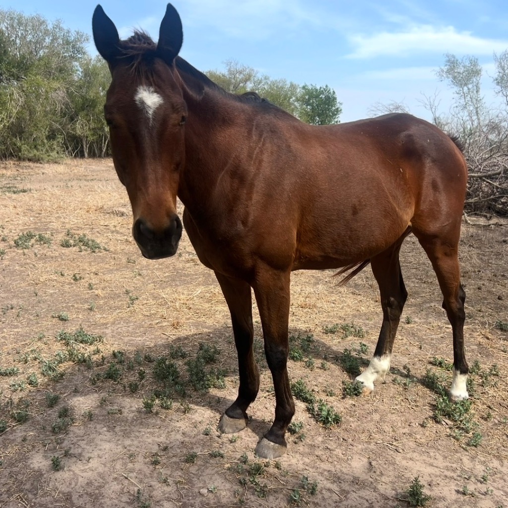 Hitter, 11yo Thoroughbred gelding, 16.1hh