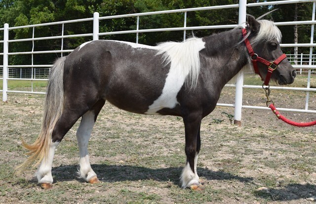 Agatha, 14yo Miniature Horse mare, 8.1hh