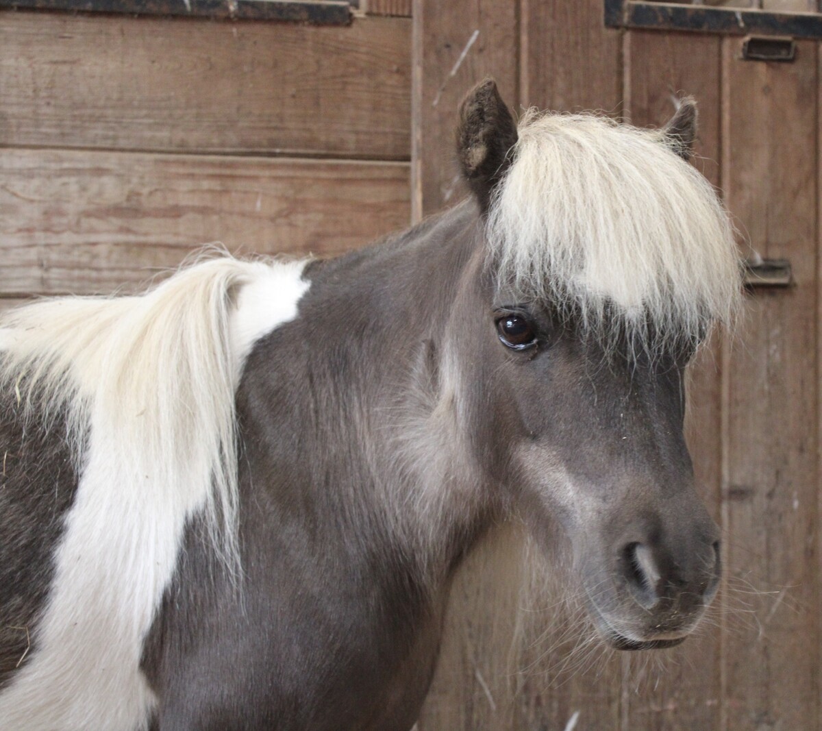Agatha, 14yo Miniature Horse mare, 8.1hh