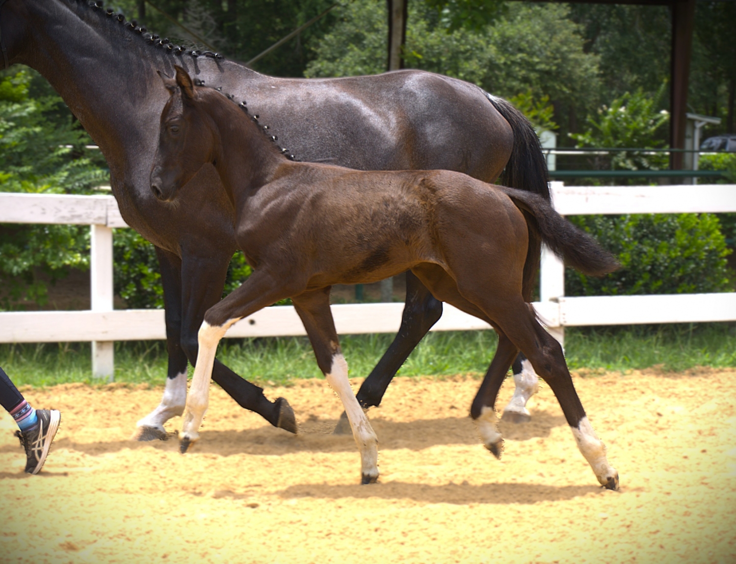 So, 2yo American Warmblood mare, 16.0hh