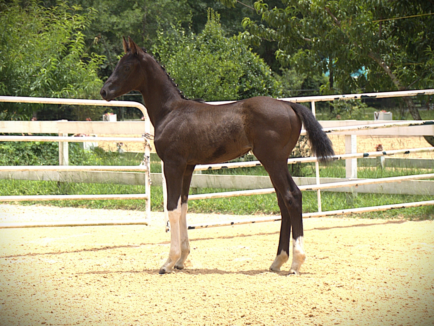 So, 2yo American Warmblood mare, 16.0hh
