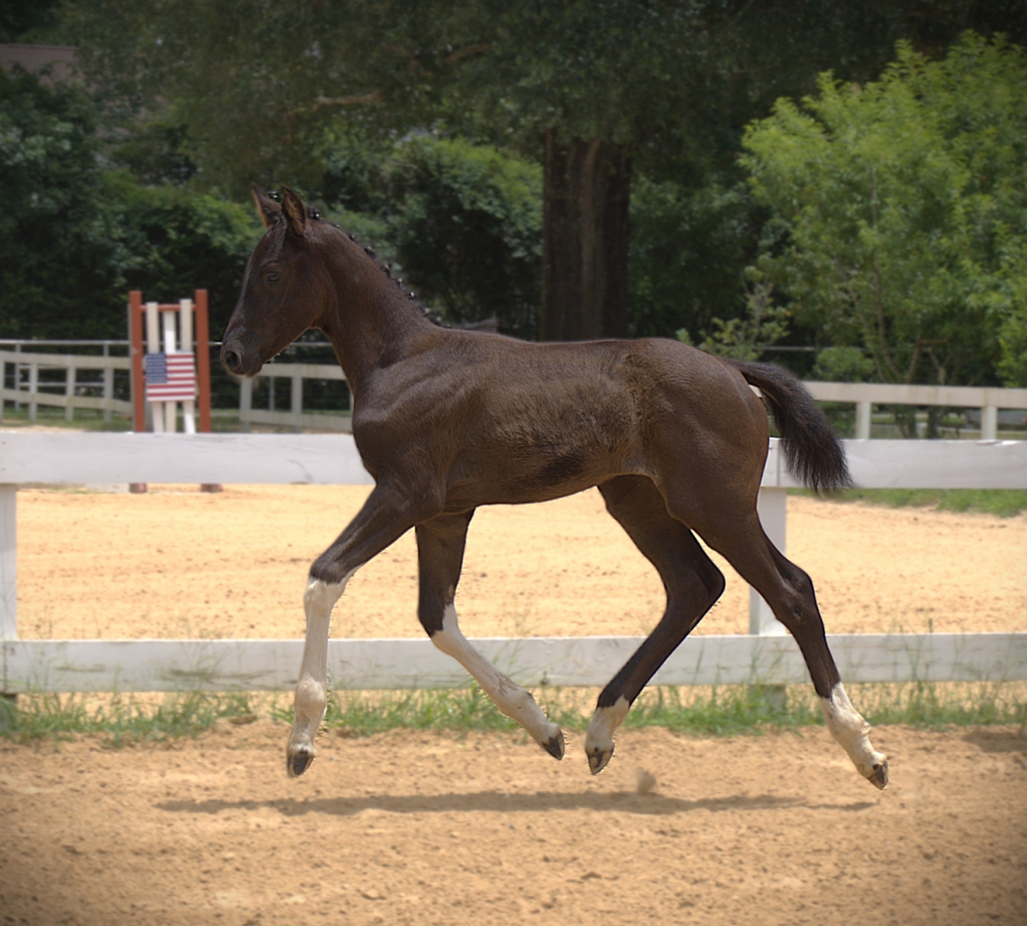 So, 2yo American Warmblood mare, 16.0hh