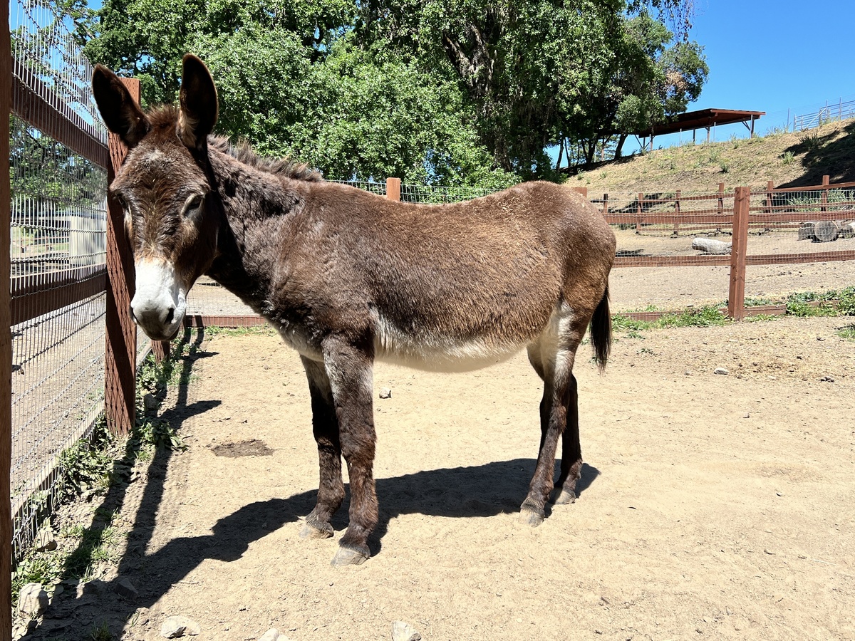 Roland, 17yo Donkey gelding, 11.0hh
