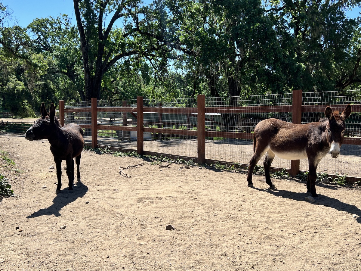 Roland, 17yo Donkey gelding, 11.0hh