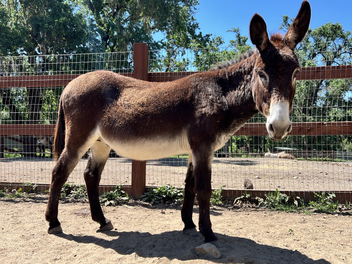 Roland, 17yo Donkey gelding, 11.0hh