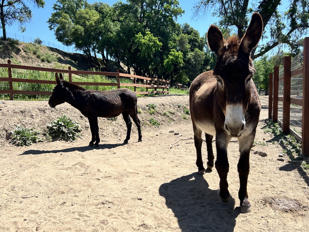 Roland, 17yo Donkey gelding, 11.0hh