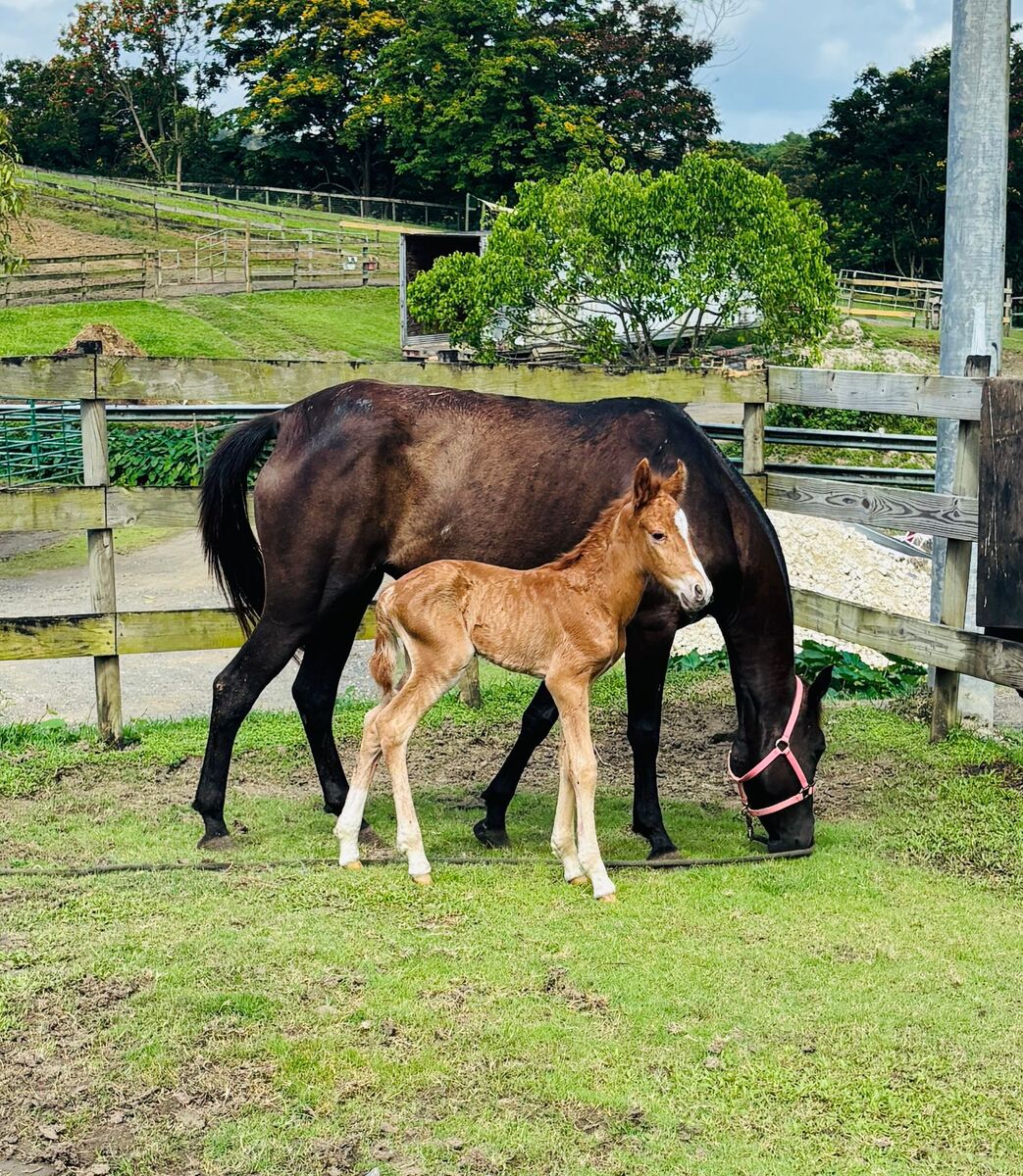 Lago, 1yo Pony/Paso Fino colt, 11.0hh