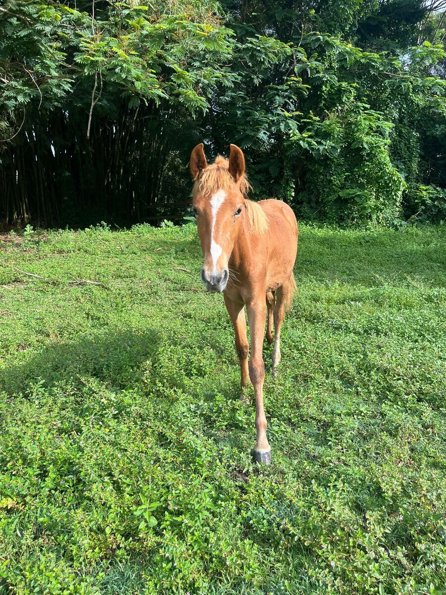 Lago, 1yo Pony/Paso Fino colt, 11.0hh