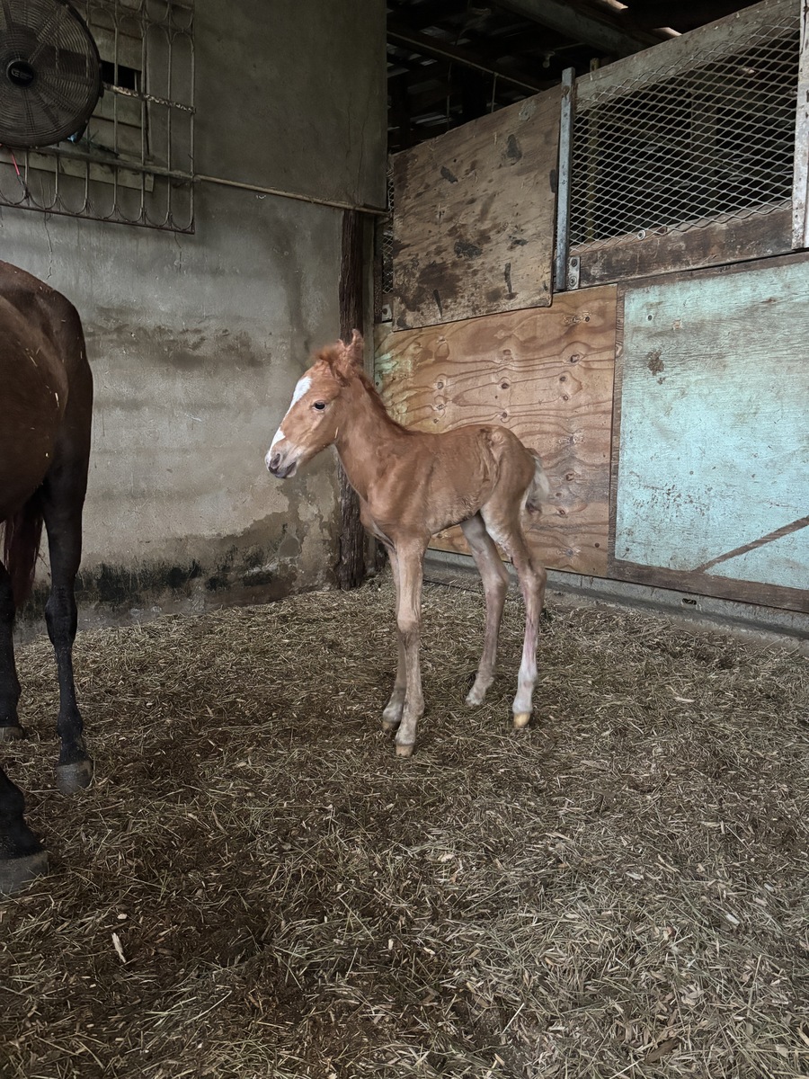 Lago, 1yo Pony/Paso Fino colt, 11.0hh