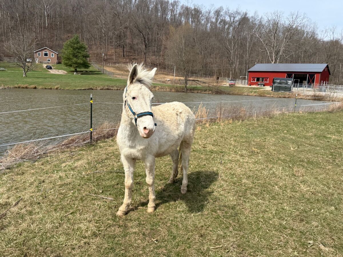 Twain, 7yo Mule gelding, 14.1hh
