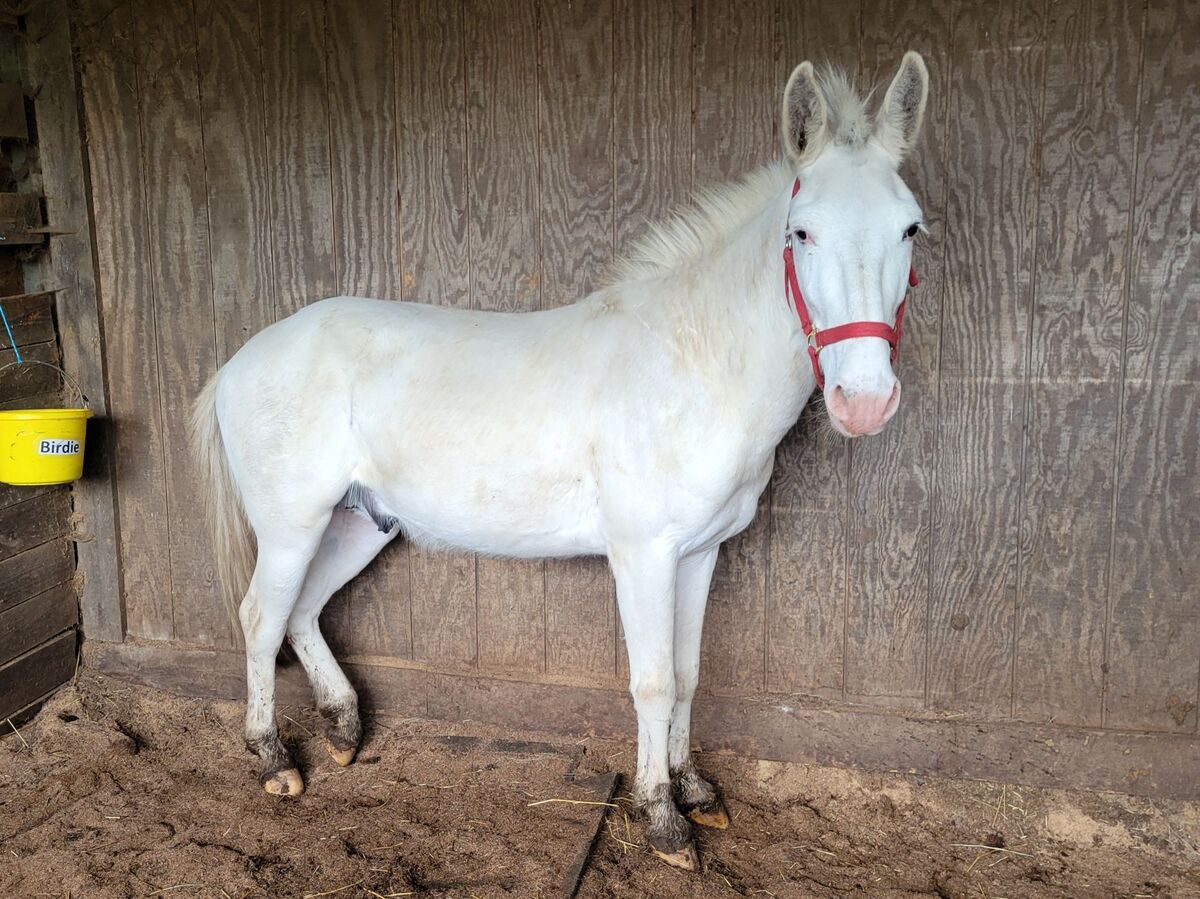 Twain, 7yo Mule gelding, 14.1hh