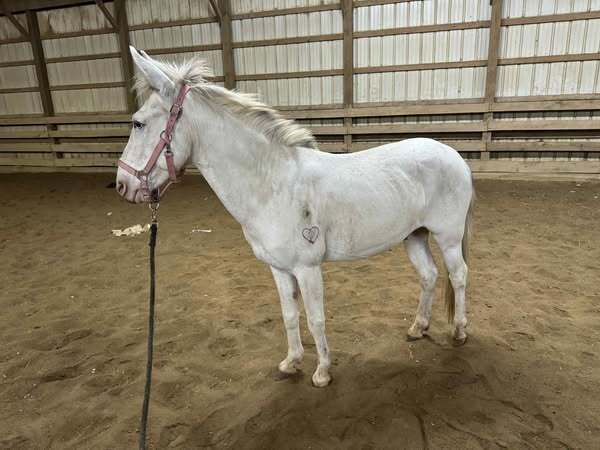Twain, 7yo Mule gelding, 14.1hh