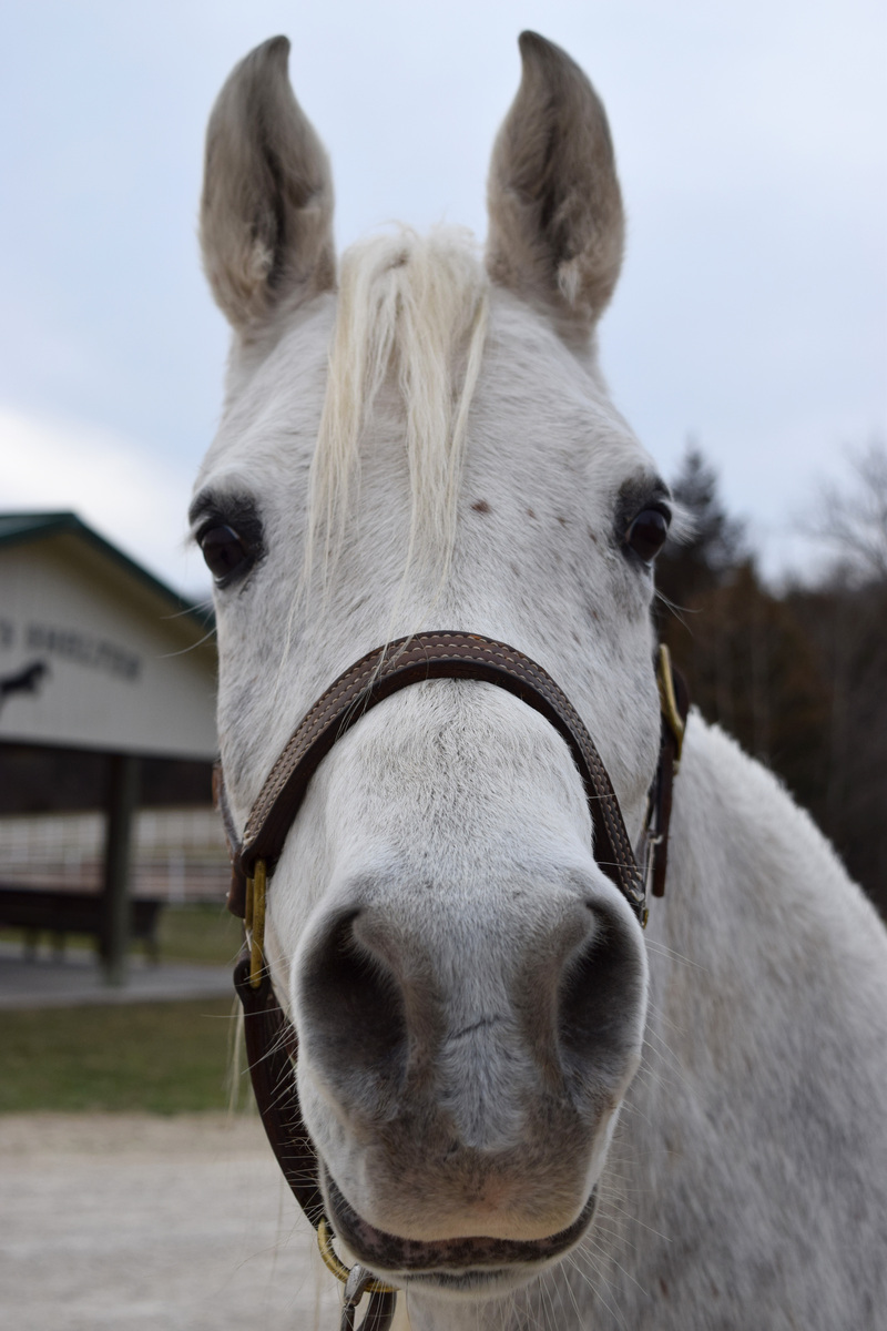 Mist, 11yo Arabian mare, 14.2hh