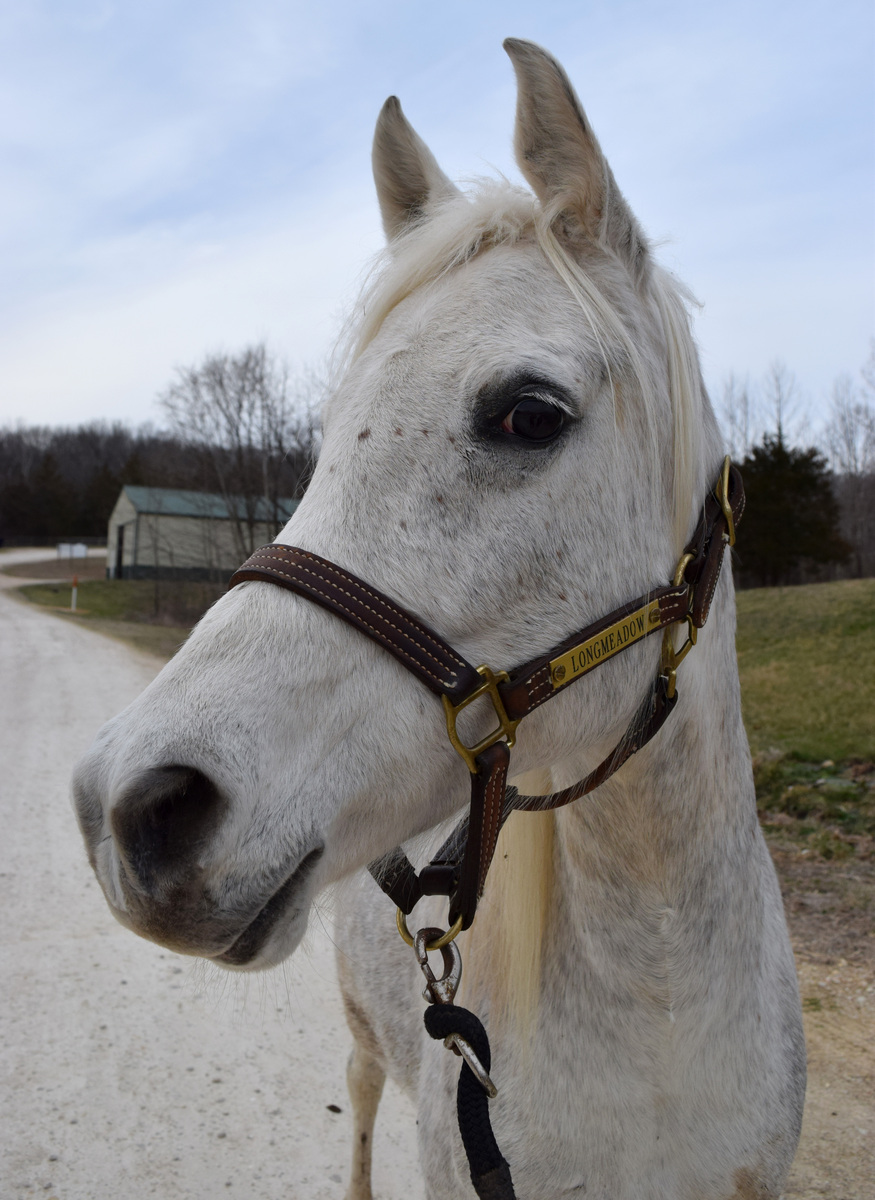 Mist, 11yo Arabian mare, 14.2hh
