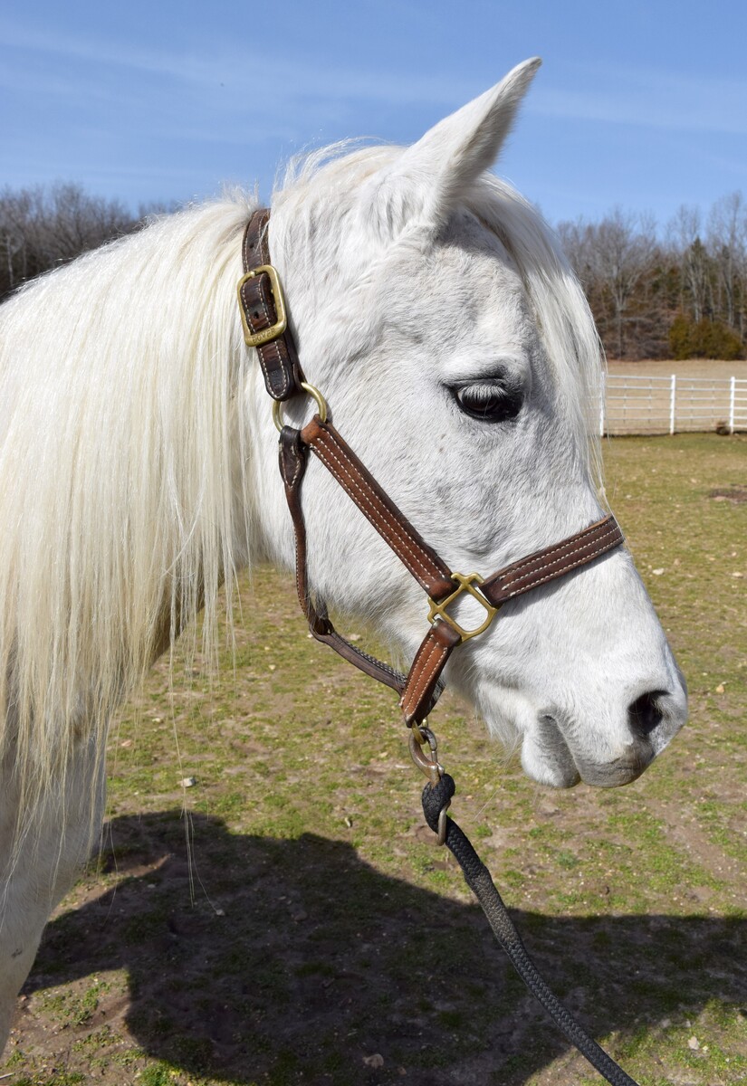 Mist, 11yo Arabian mare, 14.2hh