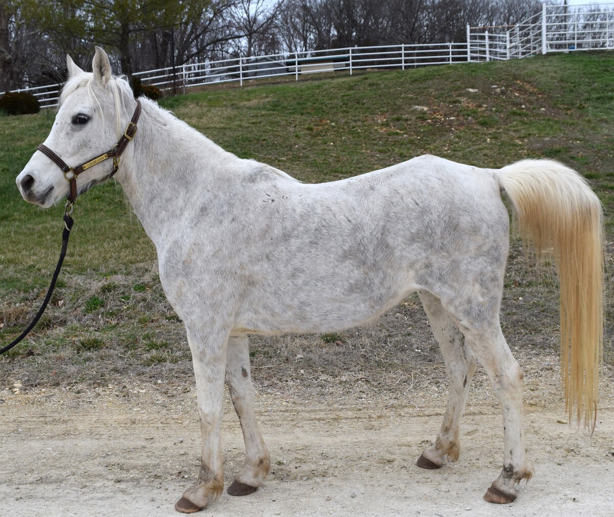 Mist, 11yo Arabian mare, 14.2hh
