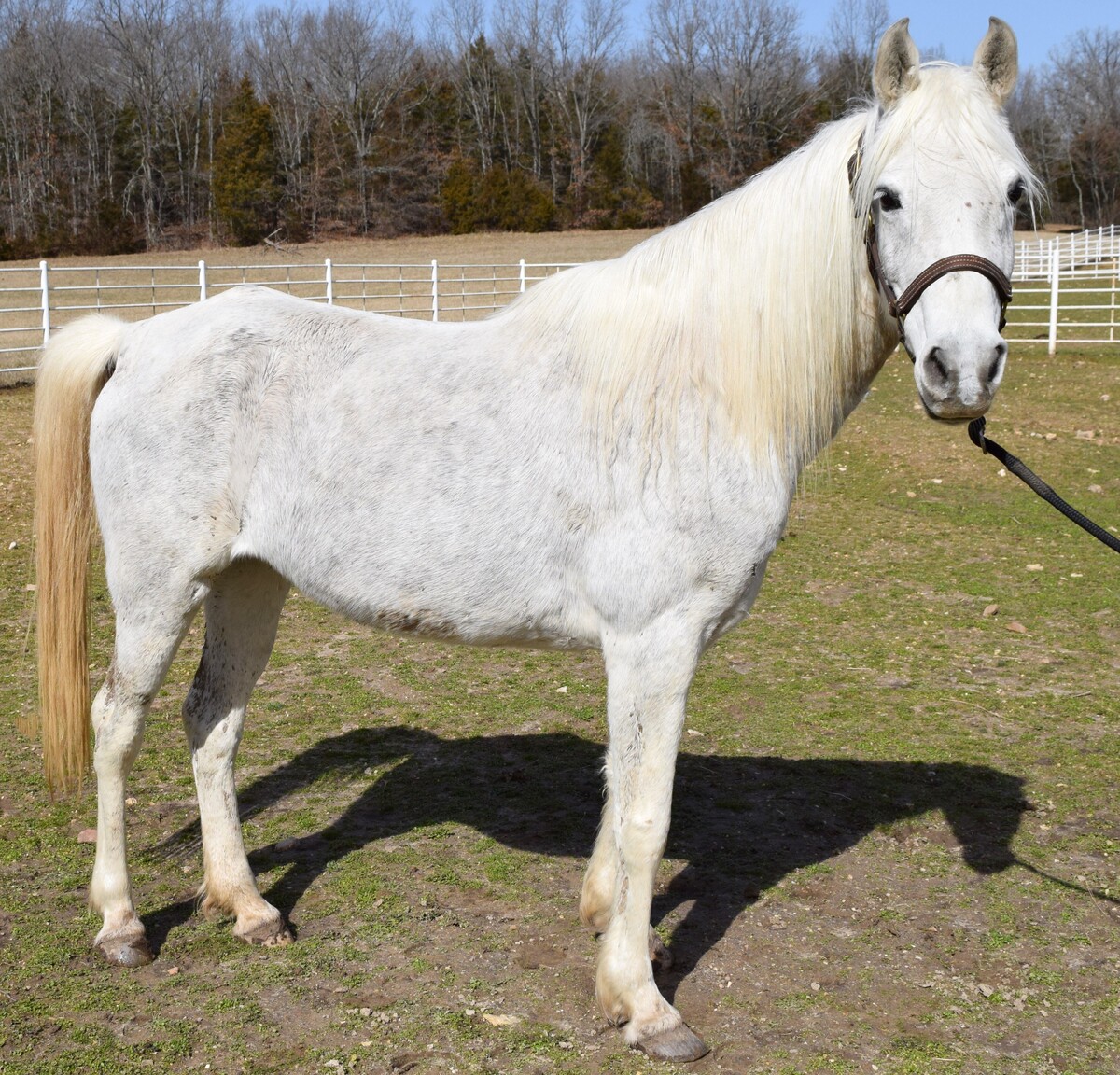 Mist, 11yo Arabian mare, 14.2hh