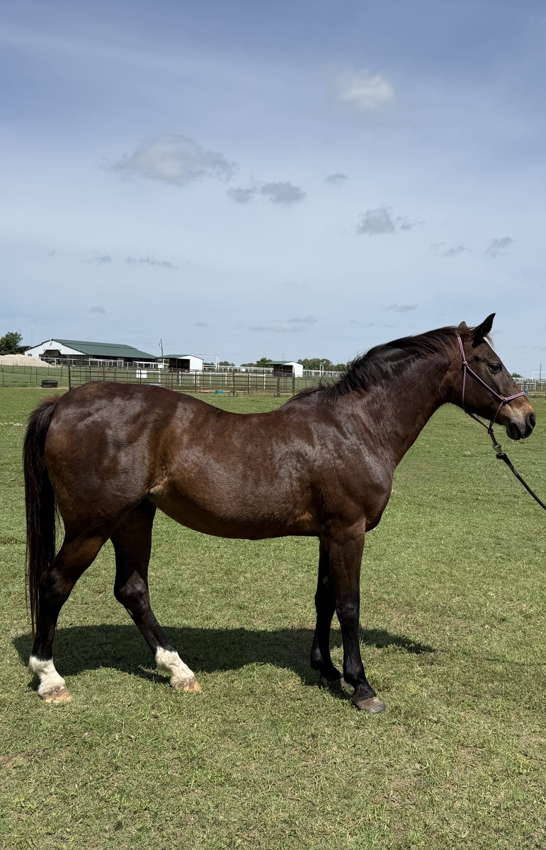 Jenny, 21yo American Saddlebred/Arabian mare, 14.2hh
