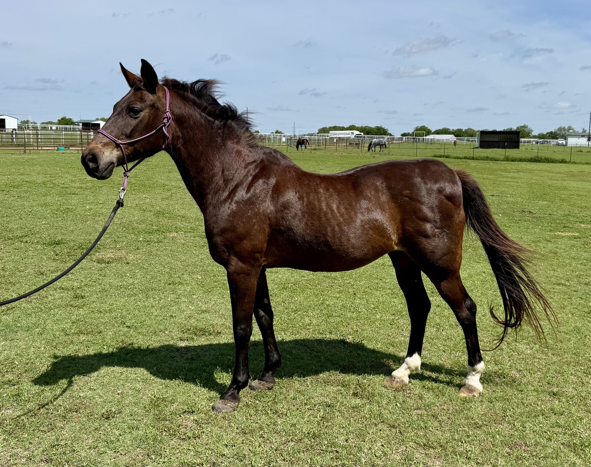 Jenny, 21yo American Saddlebred/Arabian mare, 14.2hh