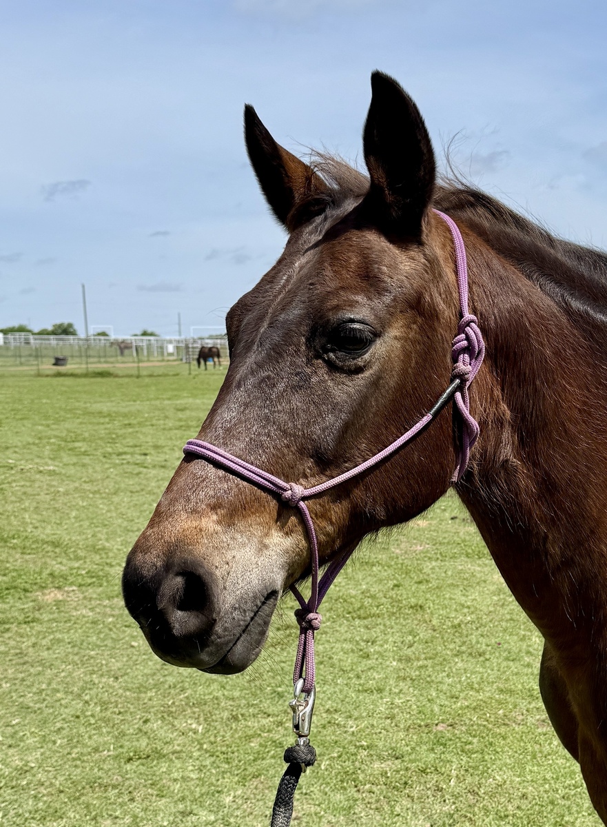 Jenny, 21yo American Saddlebred/Arabian mare, 14.2hh