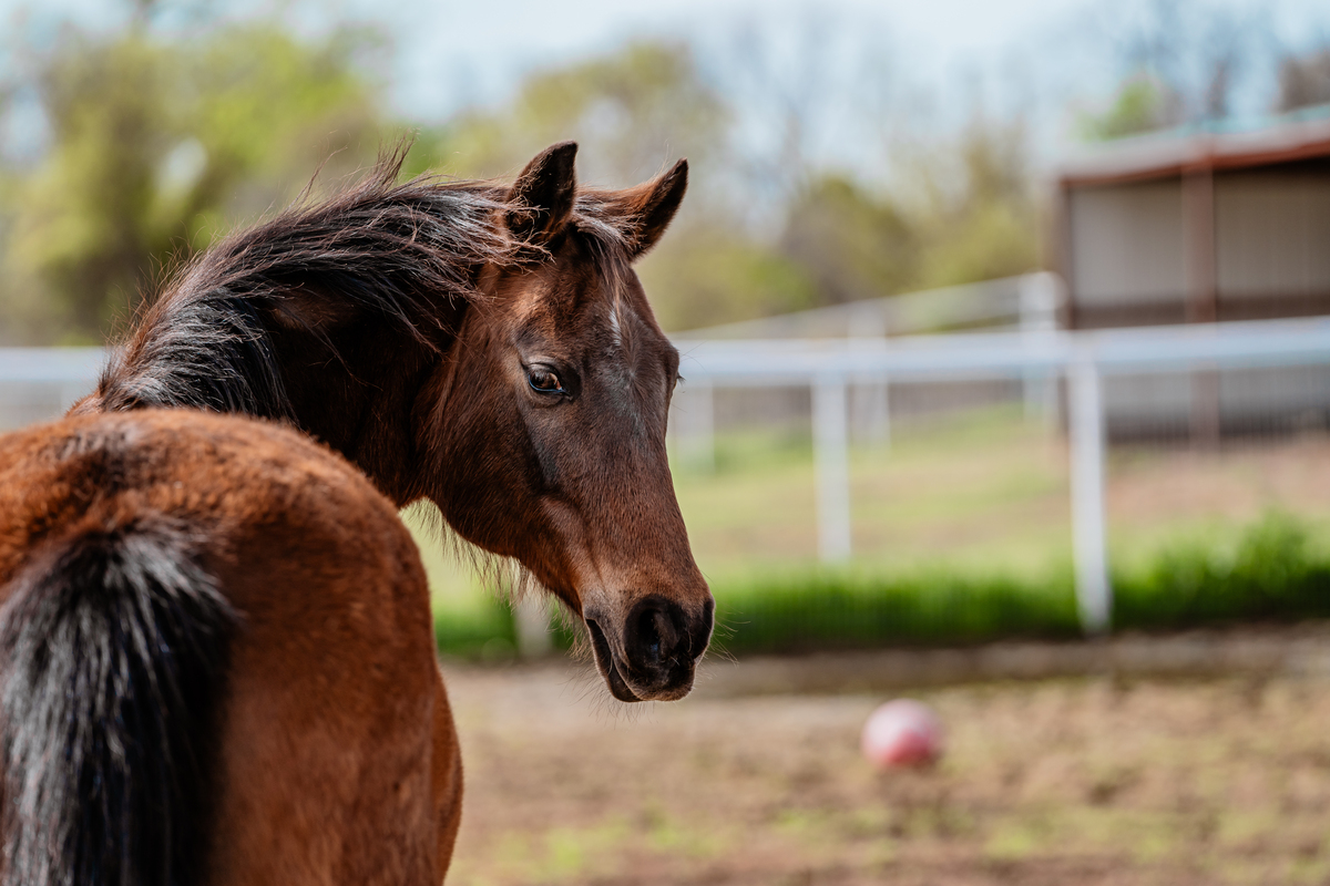 Jenny, 21yo American Saddlebred/Arabian mare, 14.2hh