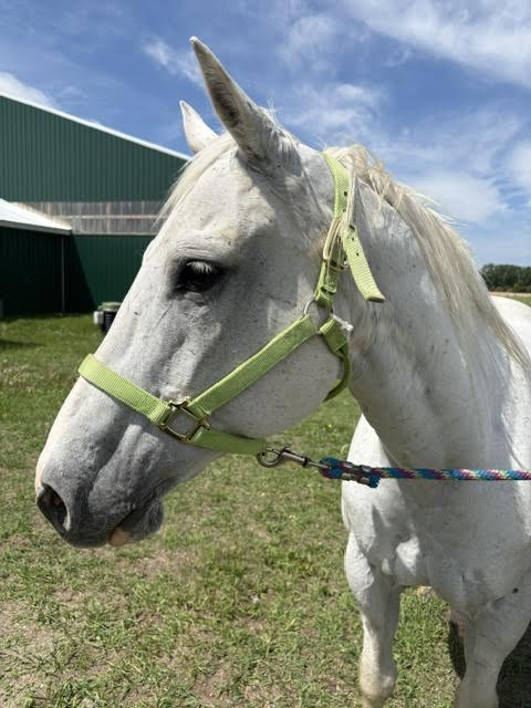 I Am A Total Gem Of A Horse. My Only Dow, 20yo Quarter Horse mare, 14.1hh