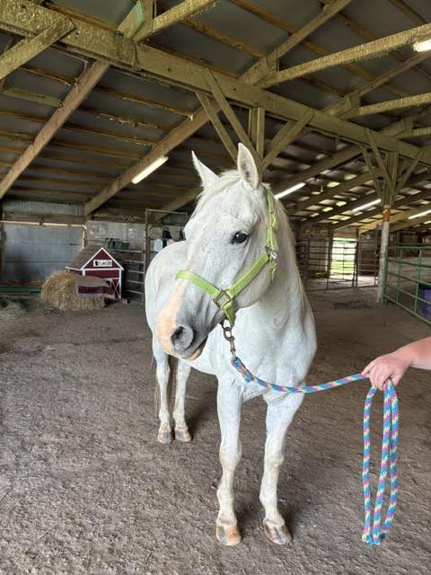 I Am A Total Gem Of A Horse. My Only Dow, 20yo Quarter Horse mare, 14.1hh