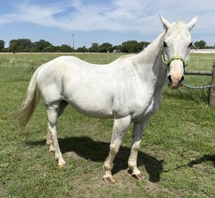 I Am A Total Gem Of A Horse. My Only Dow, 20yo Quarter Horse mare, 14.1hh