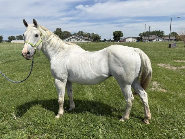 I Am A Total Gem Of A Horse. My Only Dow, 20yo Quarter Horse mare, 14.1hh