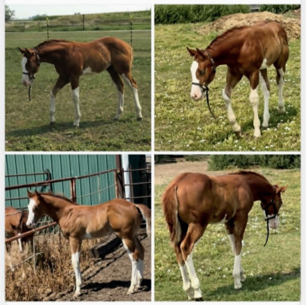 Extremely Ultimate, APHA Paint APHA Paint Overo colt foal, 15.3hh