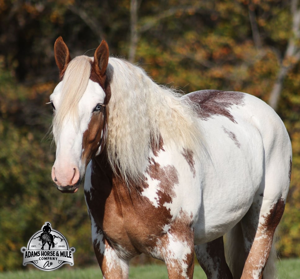 Rare Overo Draftcross, 7yo American Quarter Horse gelding, 16.1hh