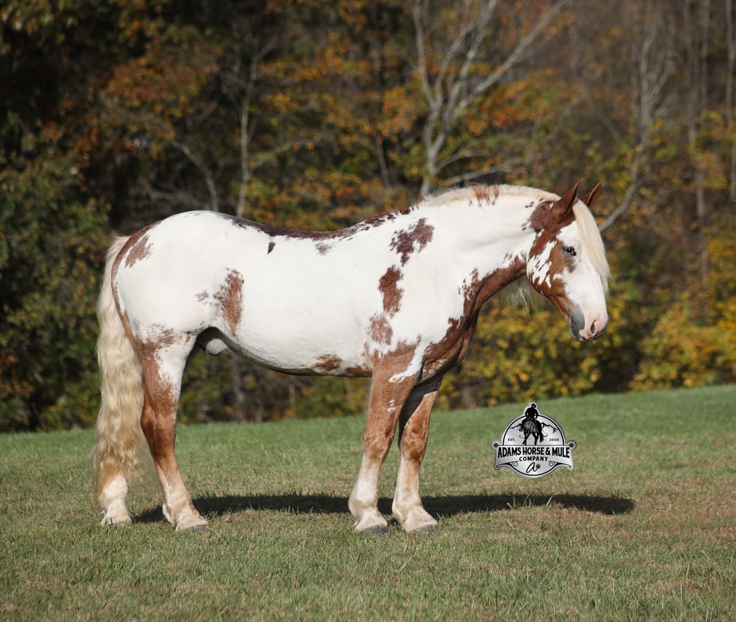 Rare Overo Draftcross, 7yo American Quarter Horse gelding, 16.1hh