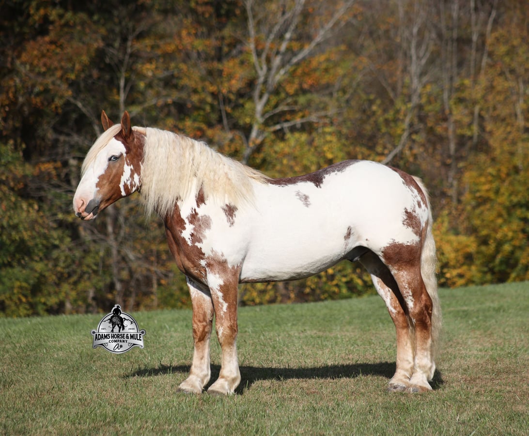 Rare Overo Draftcross, 7yo American Quarter Horse gelding, 16.1hh