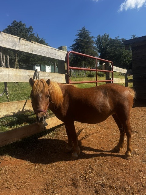 Elle Woods, 15yo Miniature Horse mare, 8.0hh