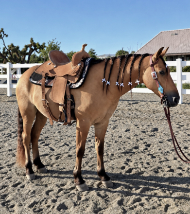 TUCKER - Buckskin Pony (Tucker), 6yo AQHA Quarter Horse Pony gelding, 13.3hh