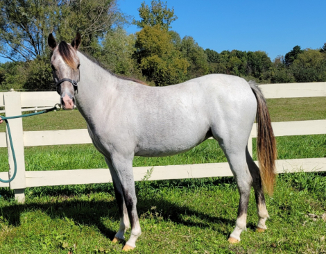 GG Charlotte (Char), 1yo Welsh Pony filly, 12.3hh