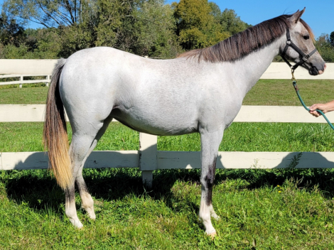 GG Charlotte (Char), 1yo Welsh Pony filly, 12.3hh
