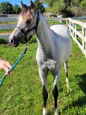 GG Charlotte (Char), 1yo Welsh Pony filly, 12.3hh