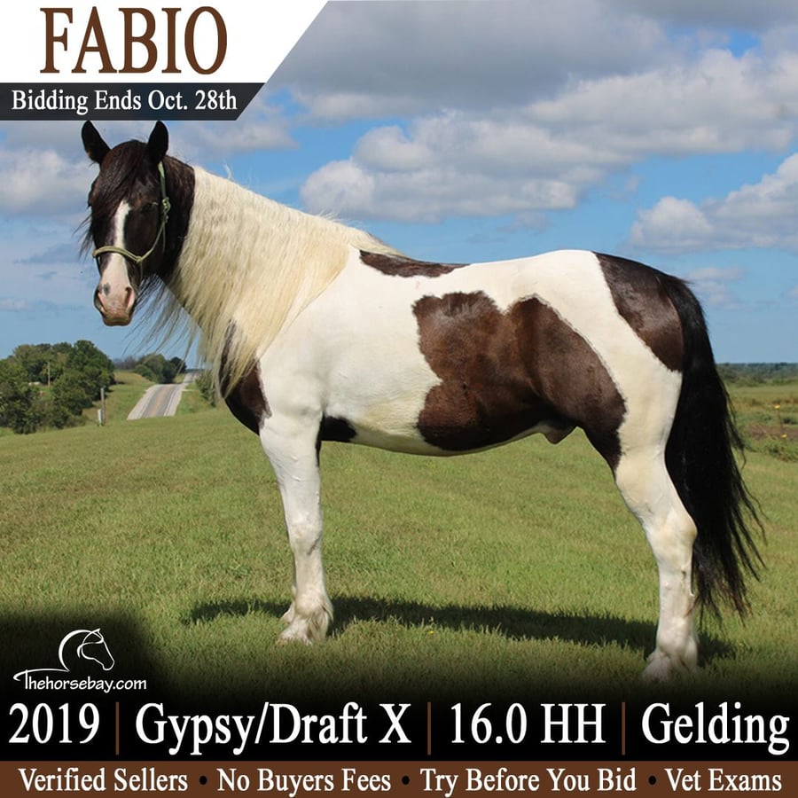 Gypsy Horse, 7yo Gypsy Horse Mix gelding, 16hh