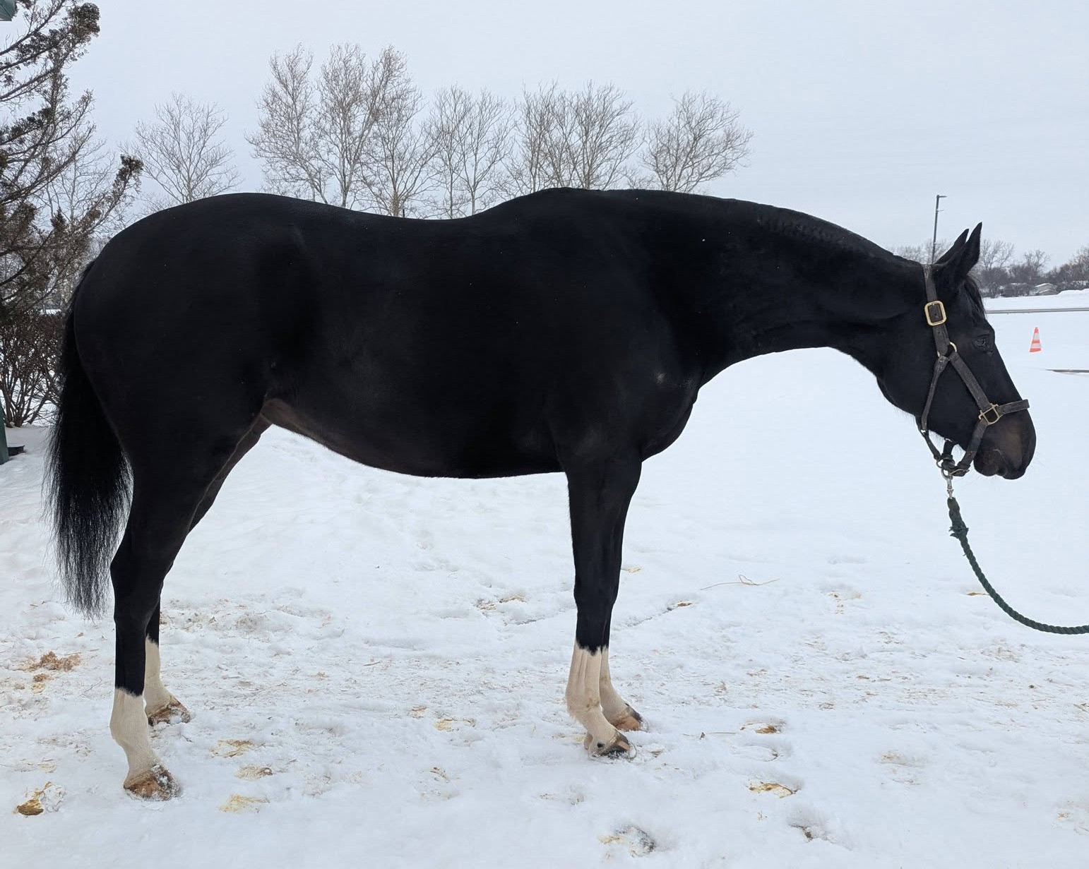 Chicazetca, 4yo Thoroughbred mare, 16hh