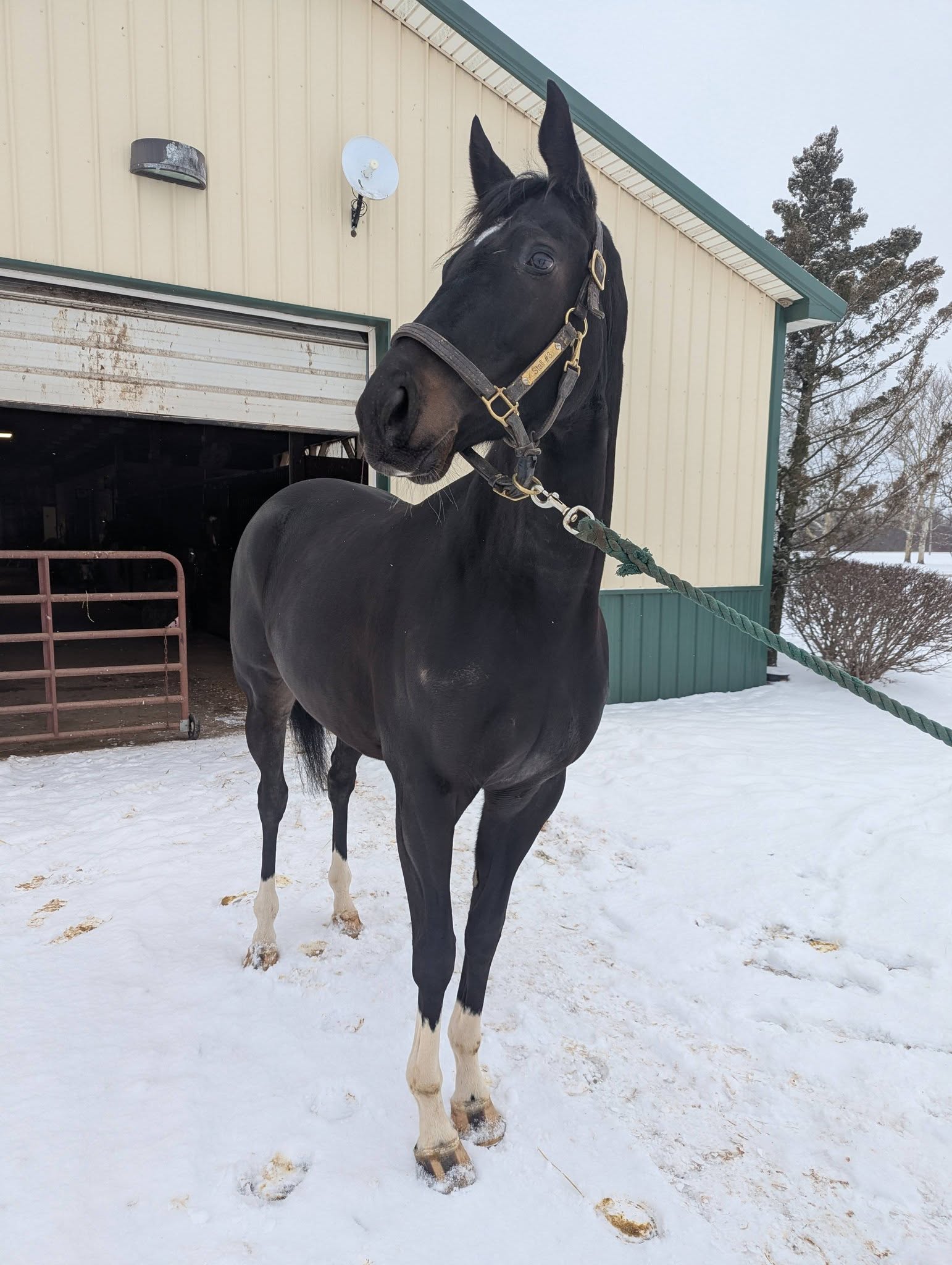 Chicazetca, 4yo Thoroughbred mare, 16hh