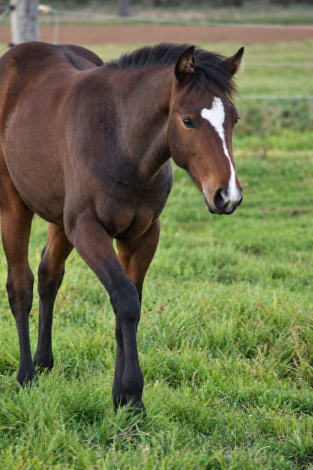 ZIPPIN IN WILDFLOWERS (Blossom), APHA Paint filly foal