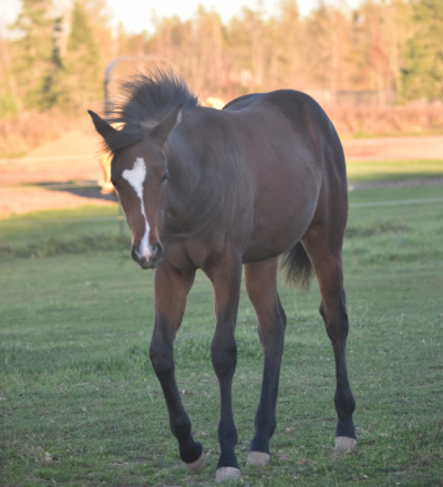 ZIPPIN IN WILDFLOWERS (Blossom), APHA Paint filly foal