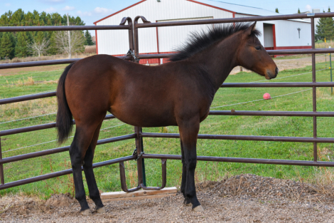 ZIPPIN IN WILDFLOWERS (Blossom), APHA Paint filly foal