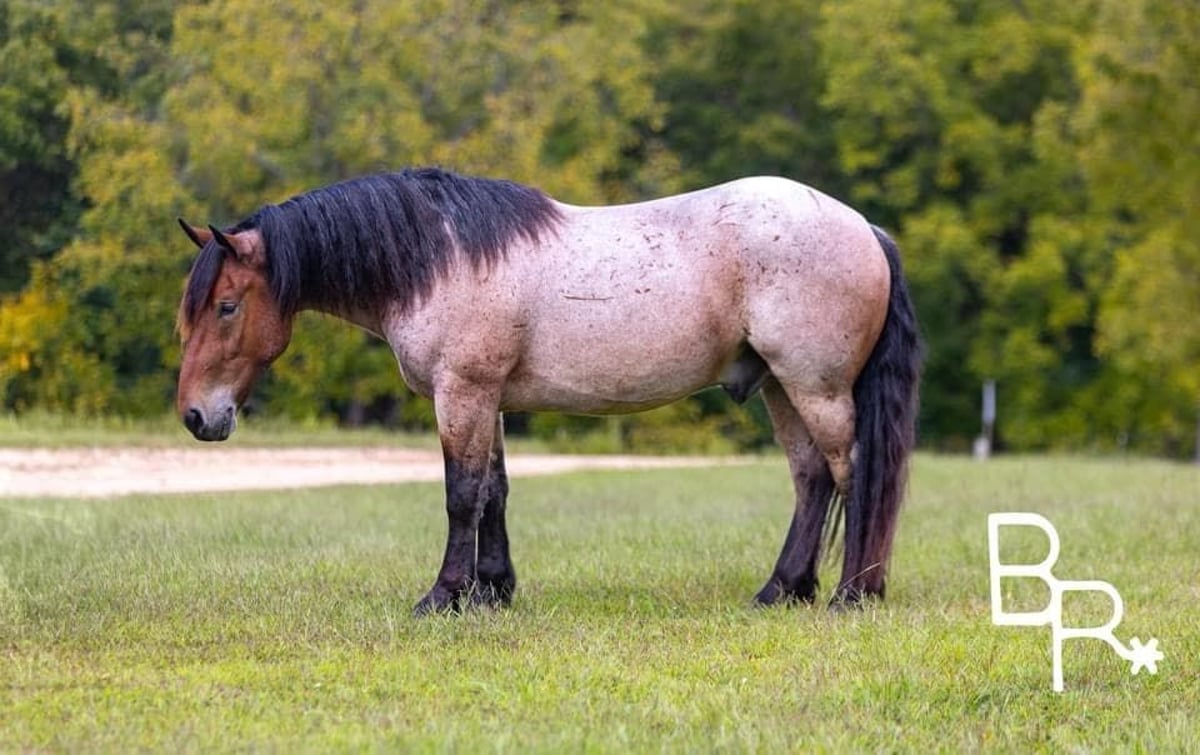 Percheron, 6yo Percheron gelding, 15hh