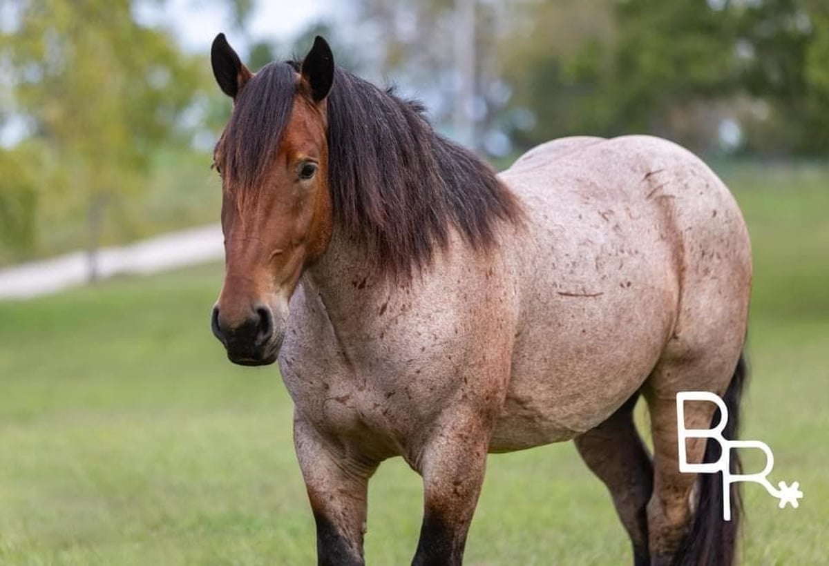 Percheron, 6yo Percheron gelding, 15hh