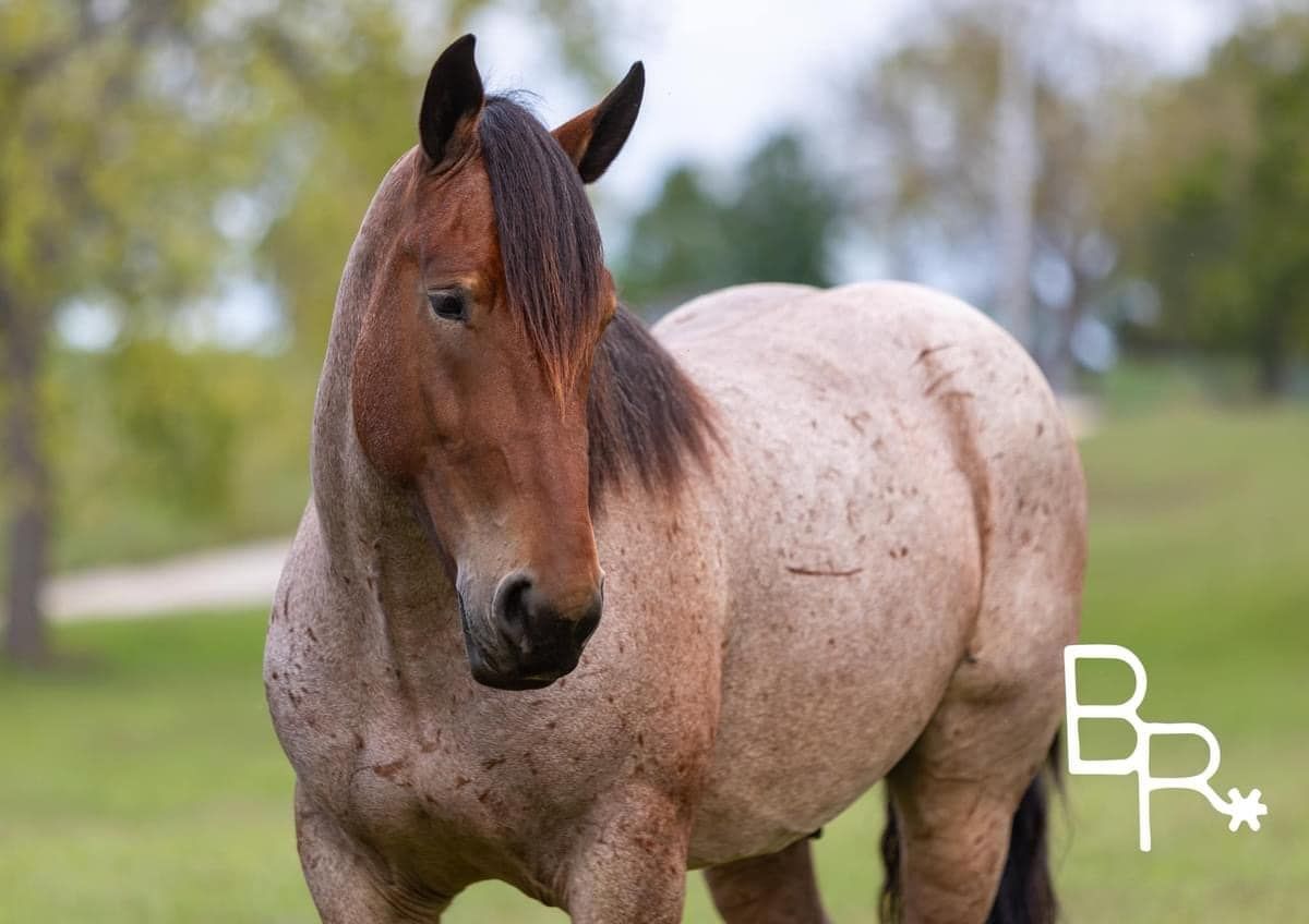 Percheron, 6yo Percheron gelding, 15hh